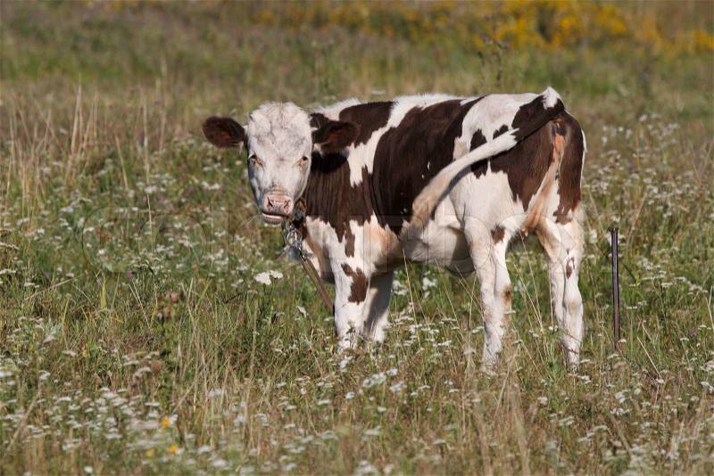 Calf cows on green pasture against white wildflowers, stock photo