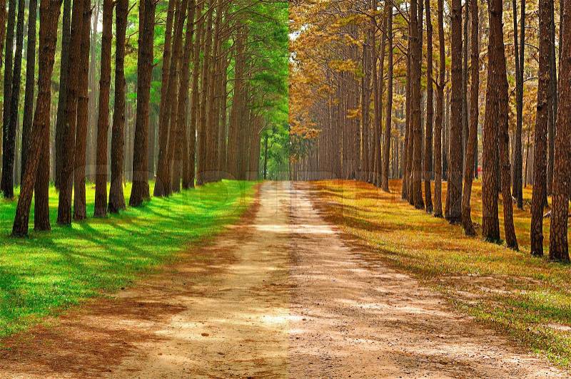A pine forest taken in the morning at thailand - Season Change Concept, stock photo