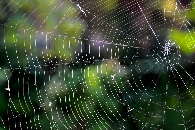 A spider web with no spider, stock photo