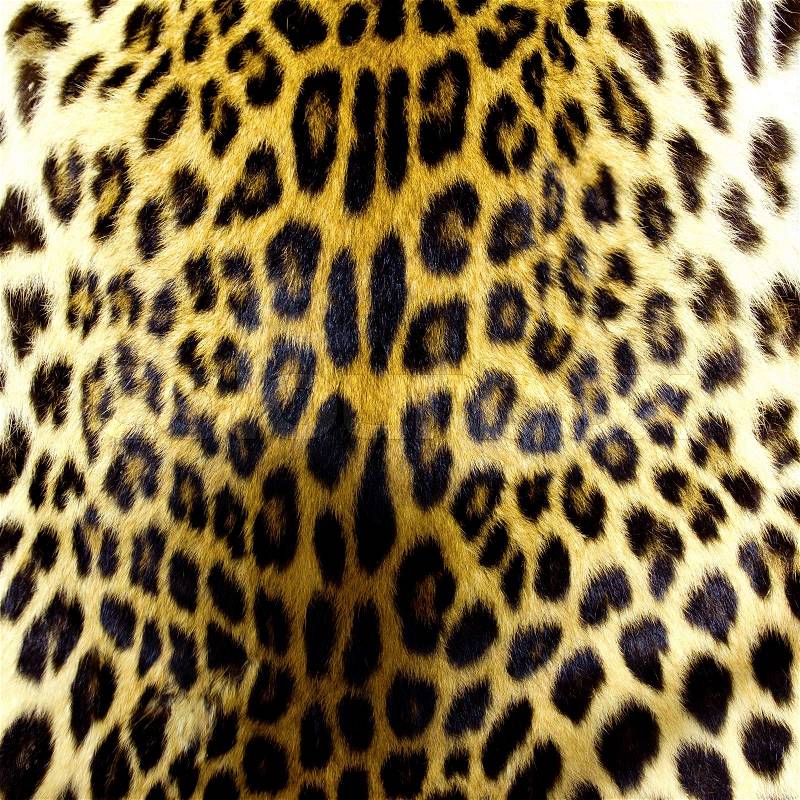Leopard skin texture for background, stock photo
