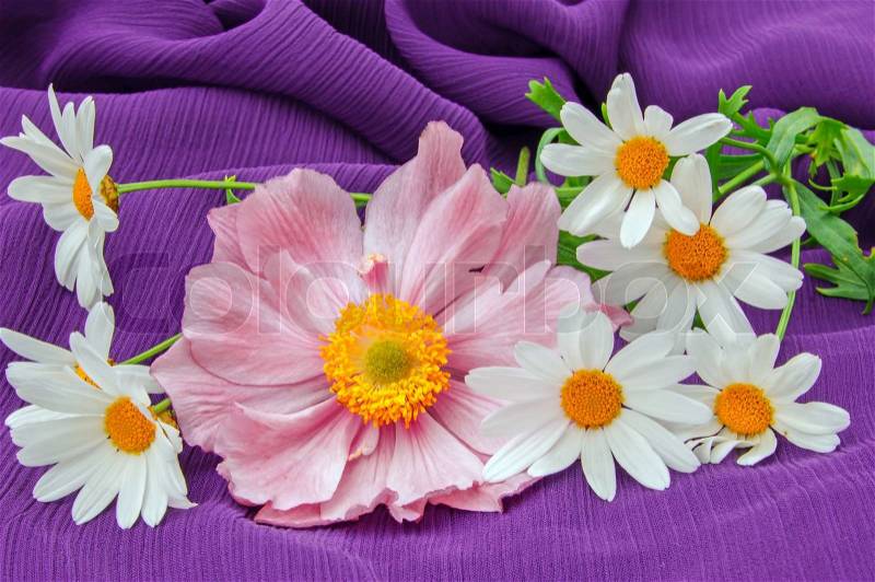 Pink japanese anmemone and white marguerites on purple fabric, stock photo