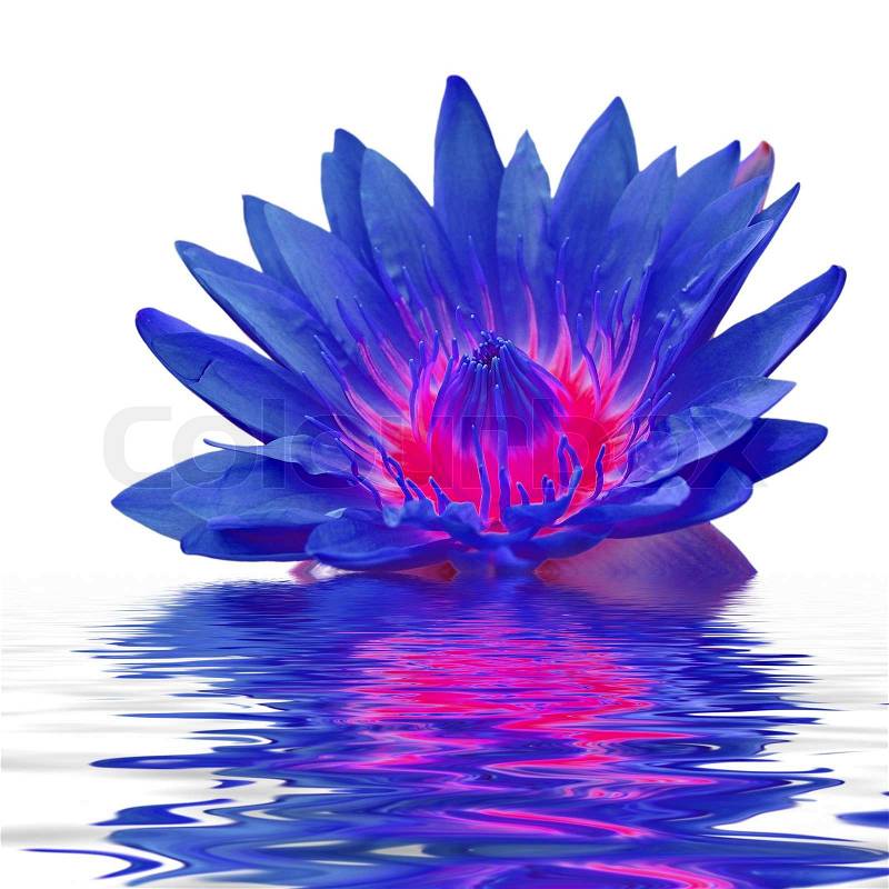 Beautiful lotus flower floating in water, stock photo