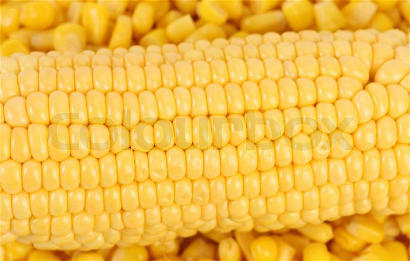Corncob. Background of canned sweet corn. Close up, stock photo