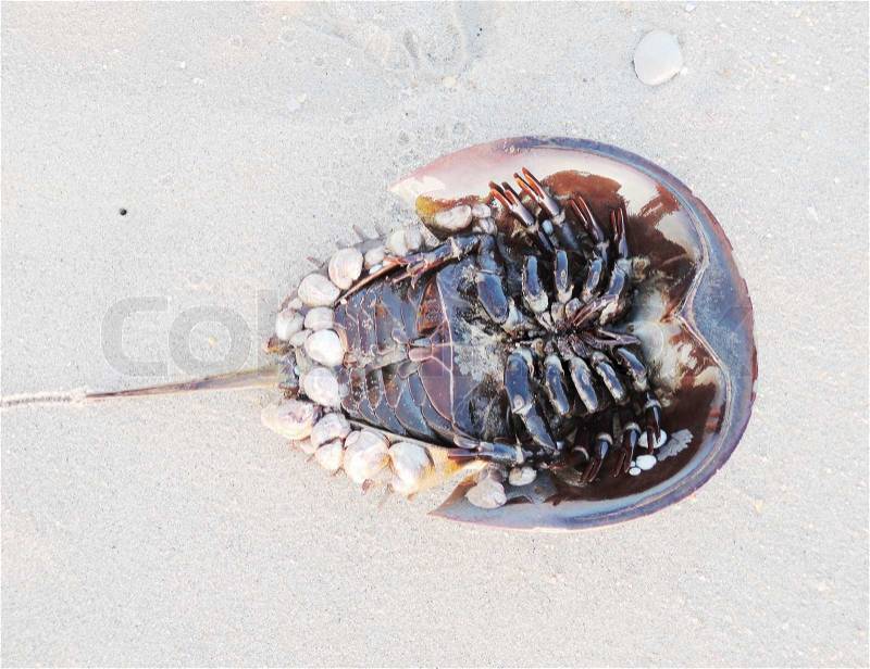 Horseshoe Crab, stock photo
