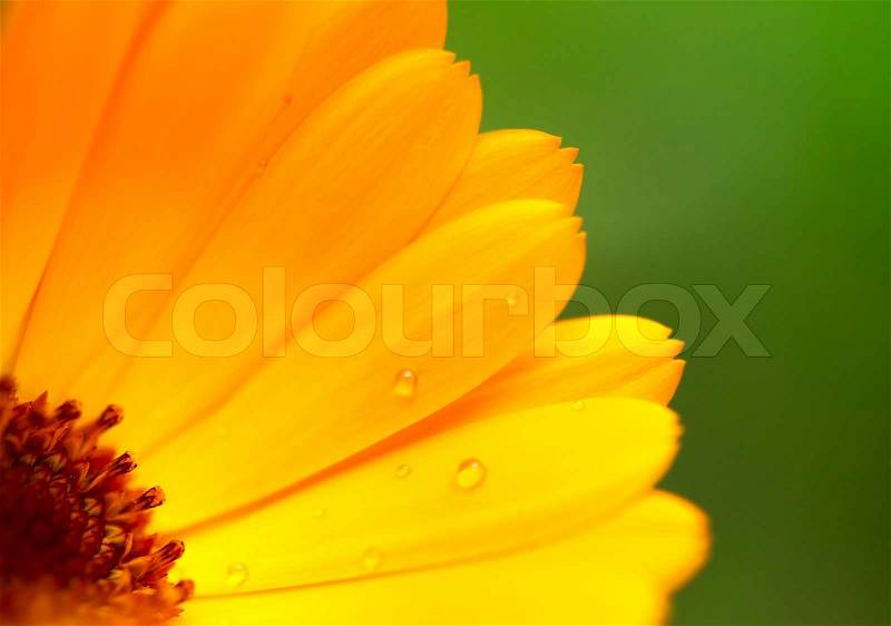 Beautiful flower, Calendula, wet yellow petals border, daisy plant with bokeh ,nature macro details, stock photo