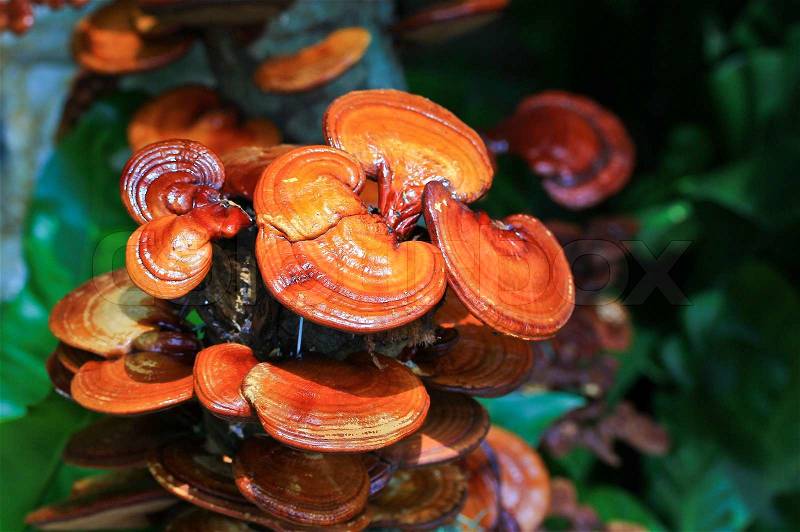 Mushroom Ganoderma lucidum in the mushroom farm, stock photo