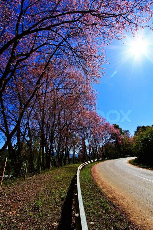 Cherry Blossom Pathway in ChiangMai,ProvinceThailand, stock photo