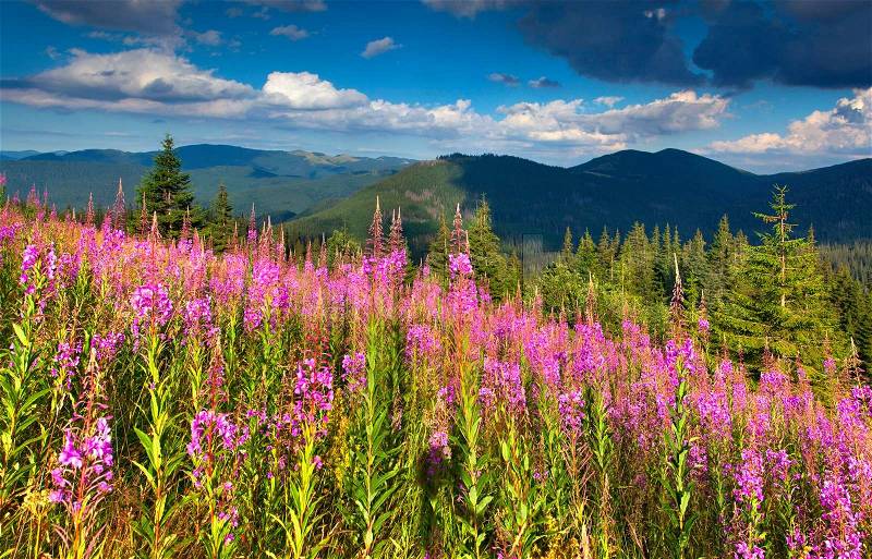 Beautiful summer landscape in the mountains with pink flowers, stock photo