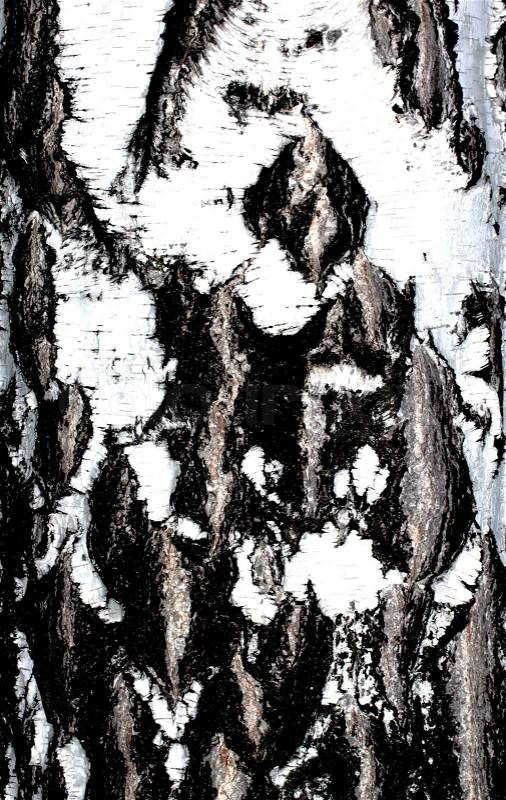 Birch Bark Texture, stock photo