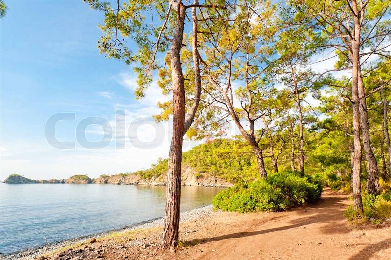Sea bay with clear calm water in a pine forest, stock photo