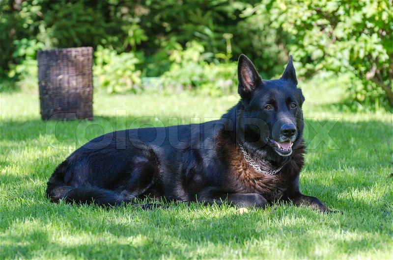 Black german shepherd dog outdoors, stock photo
