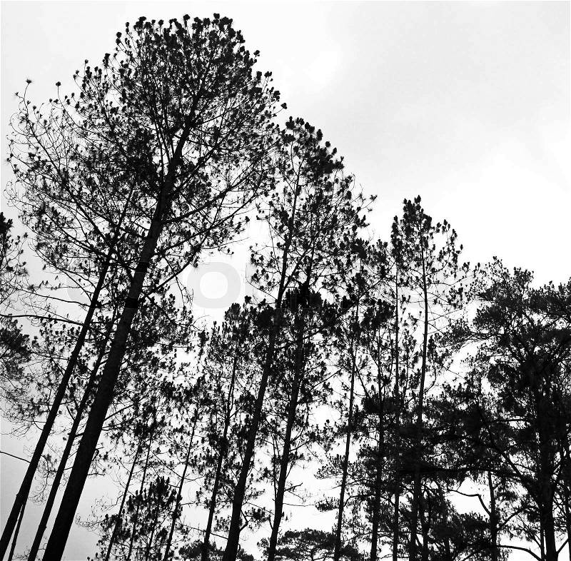 Abstract black and white image of tree tops in the forest, stock photo