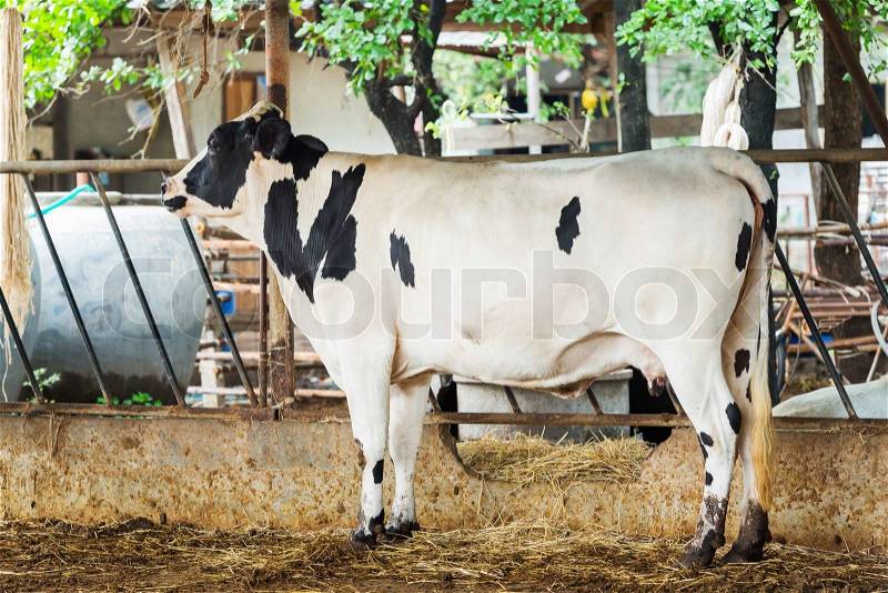 Cow in farm from central of Thailand, stock photo