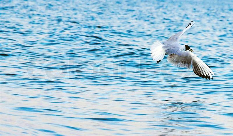 The sea gull flies on background a blue sea. , stock photo