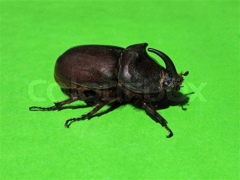 Unicorn beetle on green background, stock photo