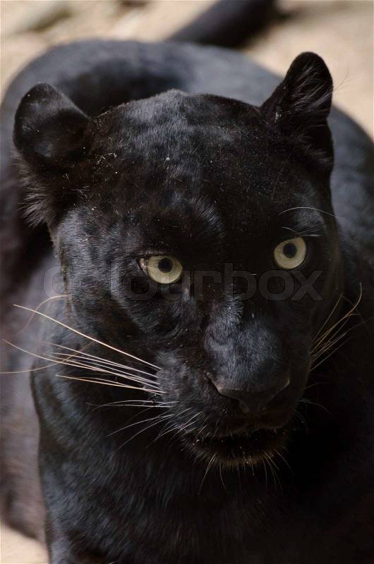 Black leopard portrait, stock photo