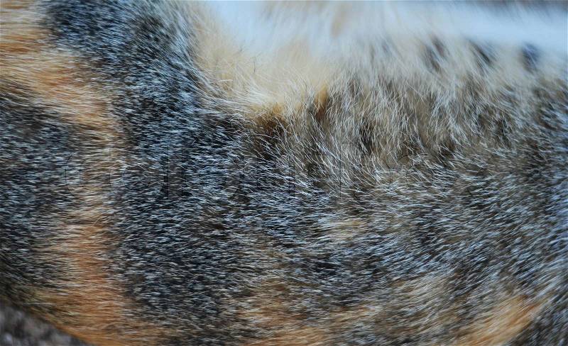 Cat fur texture, stock photo