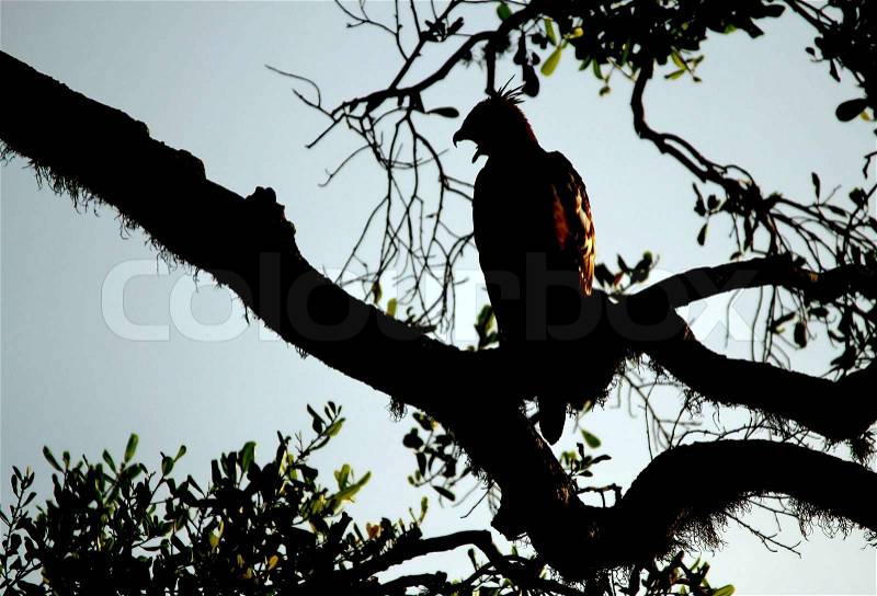 Crested Hawk-Eagle Nisaetus cirrhatus in Silhouette on Branch, Yala National Park, Sri Lanka, stock photo