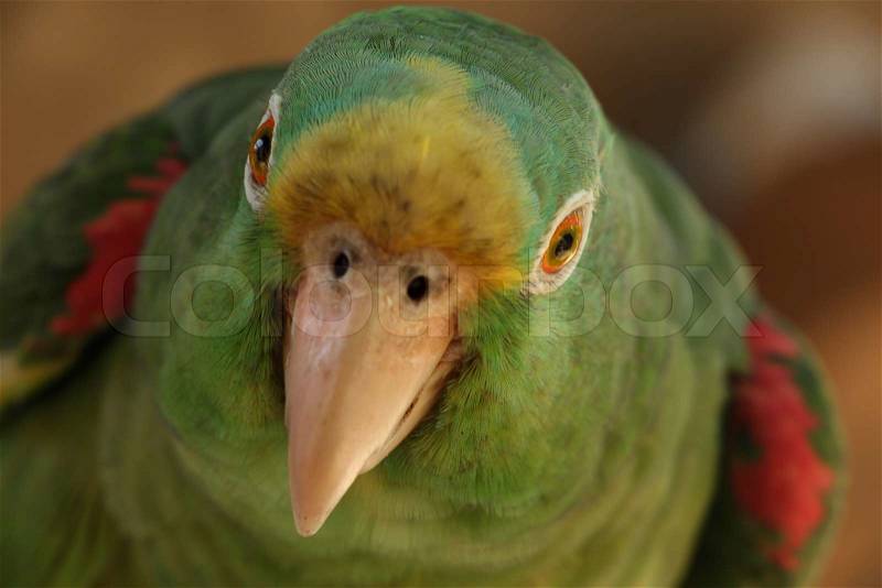 The deep look of this parrot and its beautiful colors, just make us think about the good things that nature has to offer, it is the most impressive visual spectacle, stock photo