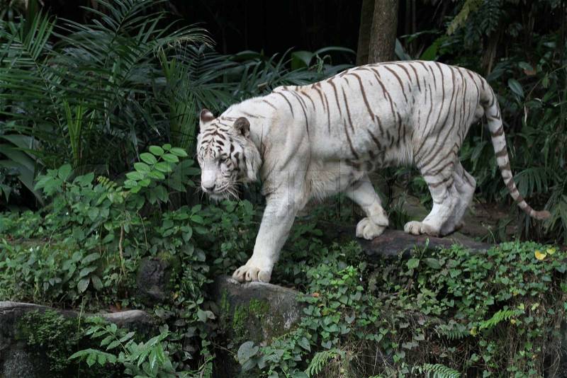 A wild life shot of a white tiger in captivity, stock photo