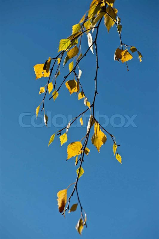 Birch twig in autumn apparel agianst a clear blue sky, stock photo