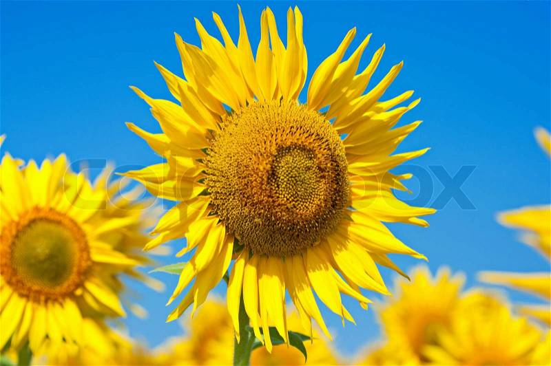 Yellow sunflowers with green leaves against the blue sky, floral agricultural background, stock photo