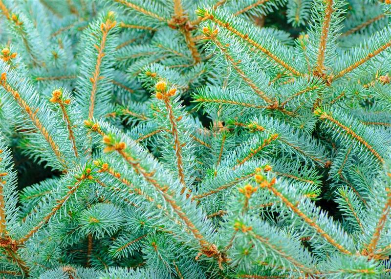 Silver, blue spruce pine, fir tree, stock photo