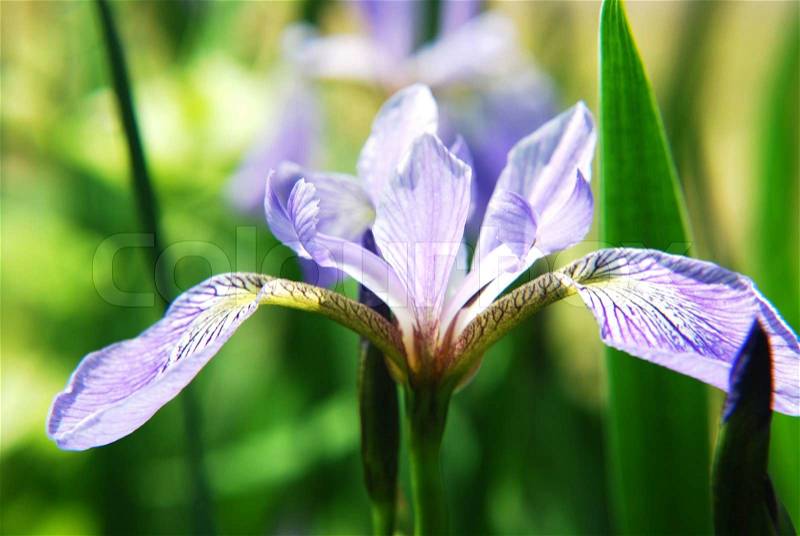 Iris flowers, stock photo