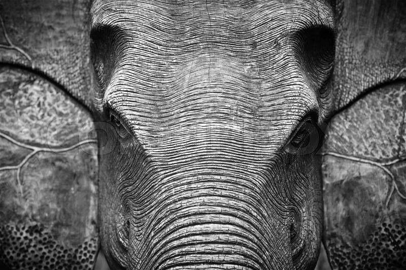 Elephant Head in Black and White, stock photo