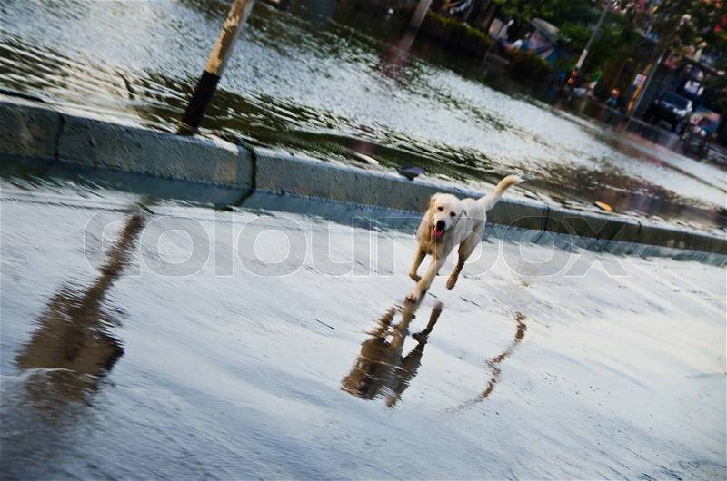 NAKHON PATHOM, THAILAND - NOV 26: dog escape from the flood at Utthayan road during the worst flooding crisis on November 26, 2011 in Nakhon Pathom, Thailand, stock photo
