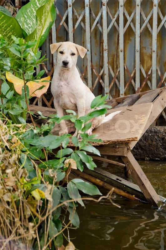 Sad dog escape from the worst flooding in Thailand, stock photo