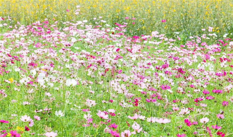 Beautiful flowers in the meadow, stock photo