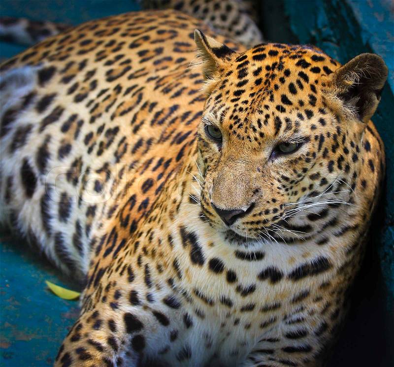 Leopard face, stock photo