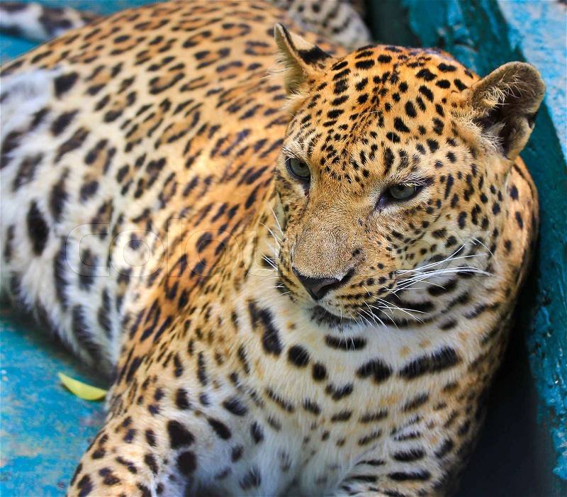 Leopard face, stock photo