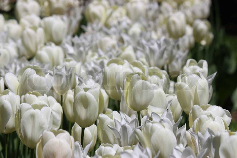 The ocean of tulips, a sail through peace!, stock photo