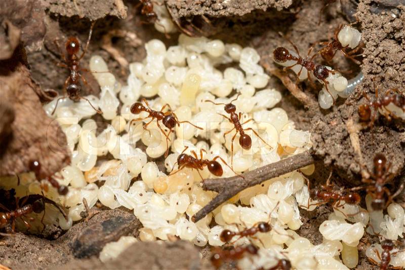 Red ants with white eggs on anthill, stock photo