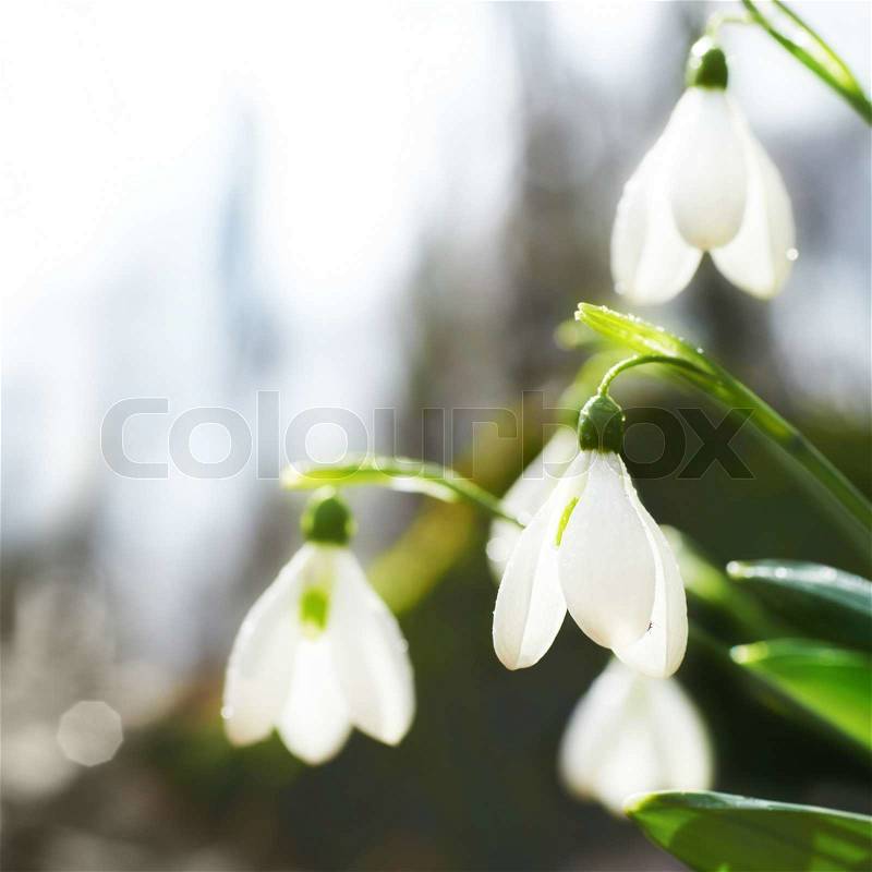 Spring snowdrop flowers with snow in the forest, stock photo