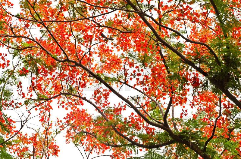 Flame Tree or Royal Poinciana Tree on white background, stock photo