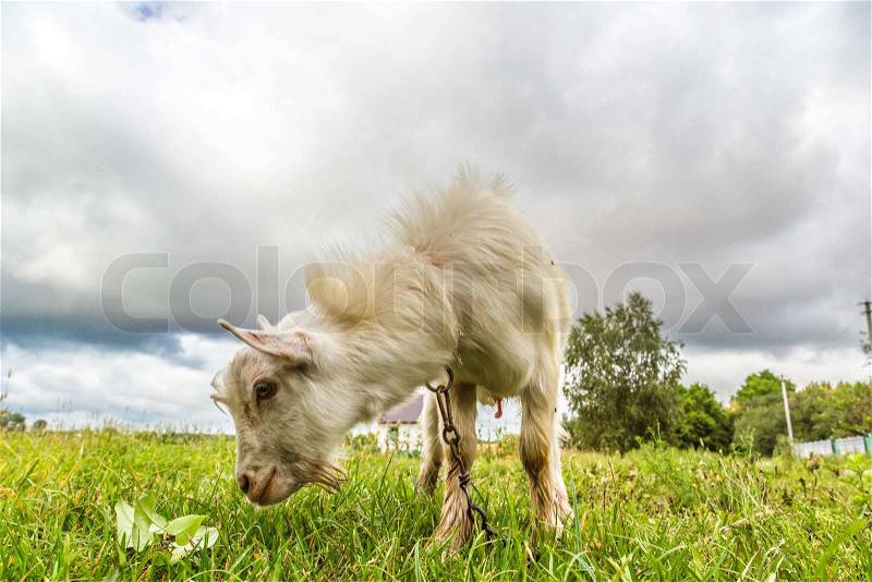 Portrait of a funny goat looking to a camera over blue sky background Focus on the nose, stock photo