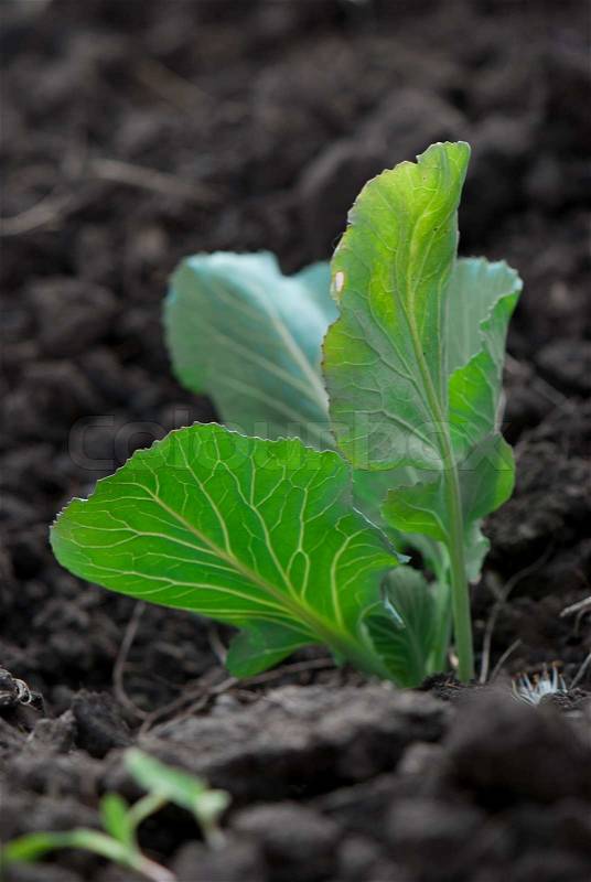Young cabbage sprouts on the green vegetable bed, stock photo