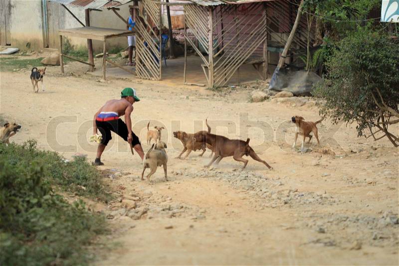 All senses should be alert in this dogs fight... Human senses and instincts are all part of its animal nature. A boy fights with the dogs in Loma Miranda, Bonao, Dominican Republic, stock photo