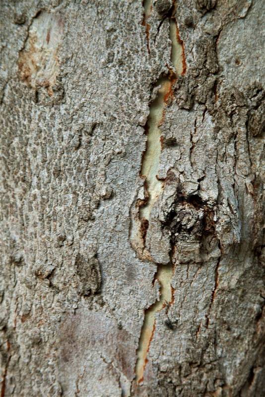 Old tree texture, stock photo