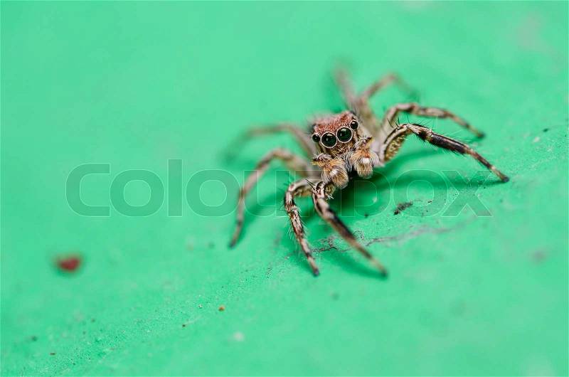 Spider in the nature wall background macro shot, stock photo