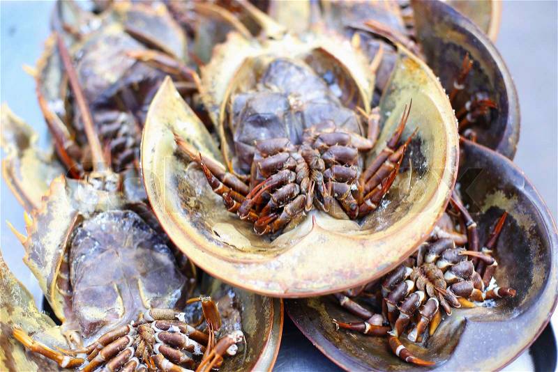 Fresh horseshoe crab in market of Thailand, stock photo