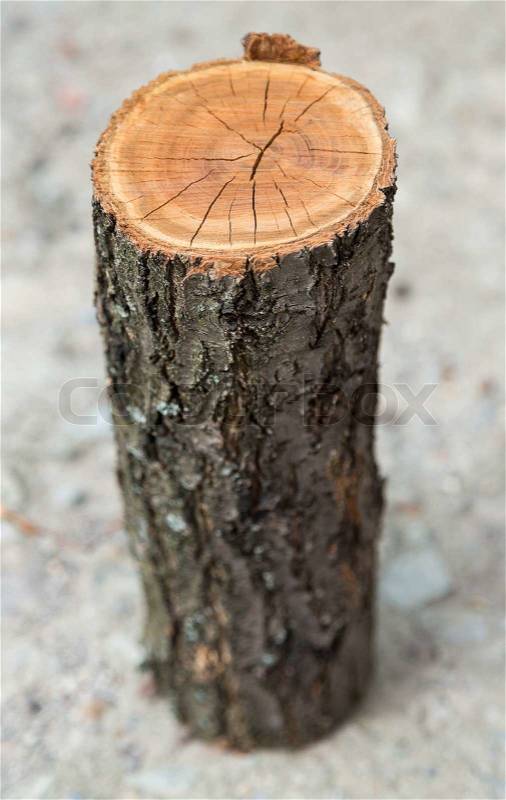 Wood circle texture, stock photo