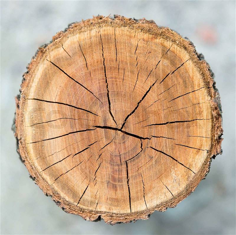 Wood circle texture slice background, stock photo