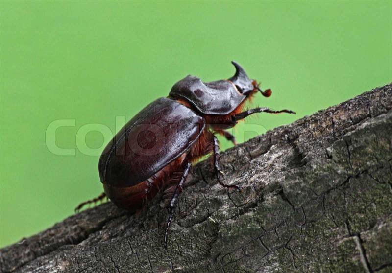 Unicorn beetle on trunk of tree, stock photo