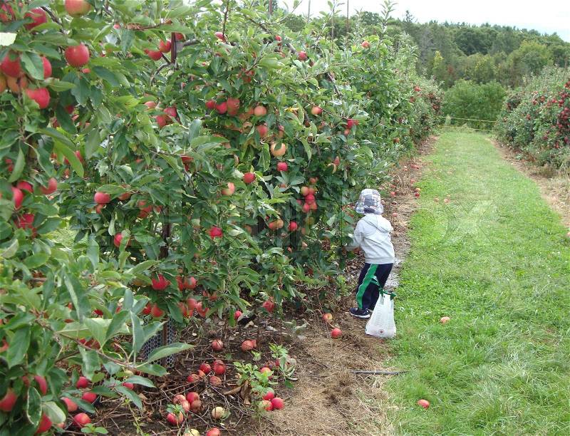 I saw this little apple picker this weekend at an apple farm near Ipswich, Massachusetts. Despite his tiny stature, he was very serious about filling up his bag with apples, stock photo