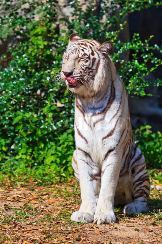 White Tiger, stock photo