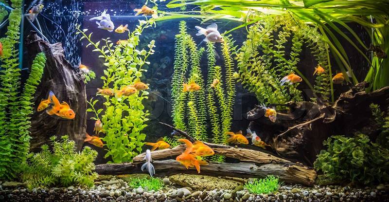 A green beautiful planted tropical freshwater aquarium with fishes, stock photo